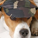 cappellino per cani
